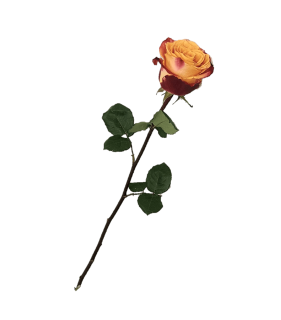 Ruža oranžová